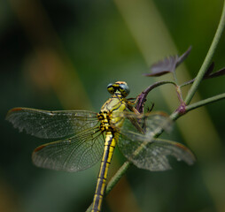 dragonfly on a branch