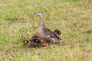 Kaczka krzyżówka  © Mariusz Stoszewski