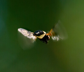 fly on leaf