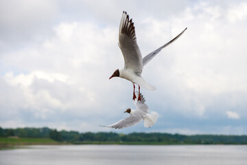 Fototapeta na wymiar seagulls fly over the Gulf of Finland in St. Petersburg