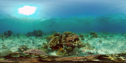 Wonderful and beautiful underwater colorful fishes and corals in the tropical reef. Philippines. 360 panorama VR