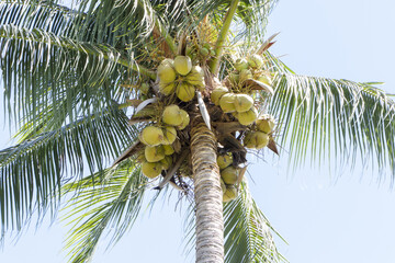Fototapeta premium Popular Thai fruit, Young coconuts bunch hanging on the tree in the park Sweet perfume is a Thai economic tree. with bright sunlight and sky in the background