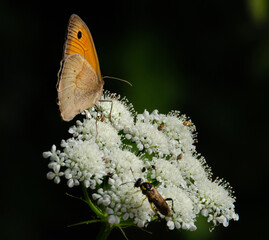 butterfly on a flower