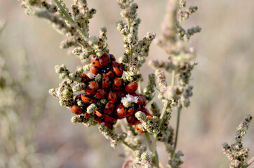 a branch of grass with a large number of ladybug beetles