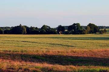 field of wheat in summer