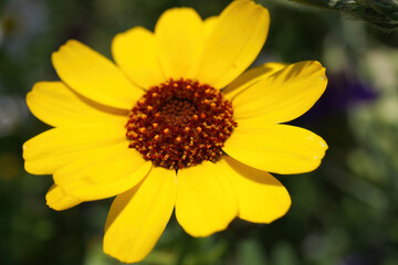 Closeup of isolated yellow corndaisy (glebionis segetum) blossoms in wild flower field in summer