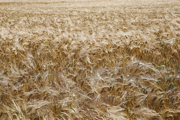 Closeup of isolated golden ripe wheat field in summer