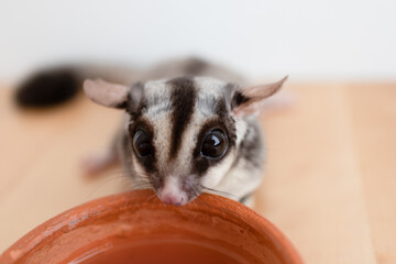 Cute little Sugar Glider drinks water from the earthen ceramic cup.