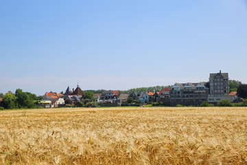 Fototapeta premium Arcen, Netherlands - July 1. 2021: View over ripe wheat field and river maas on village against blue summer sky