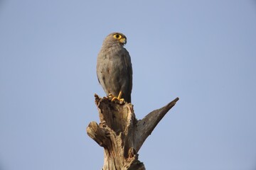 falcon on a branch