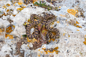 motley snake lying on a light stone