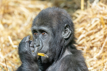 Naklejka premium gorilla chewing