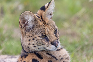serval