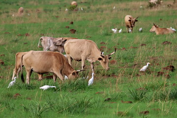 cows grazing in a field
