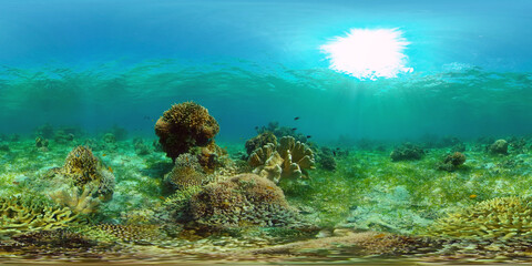 Beautiful underwater landscape with tropical fish and corals. Hard and soft corals, underwater landscape. Travel vacation concept. Philippines. 360 panorama VR