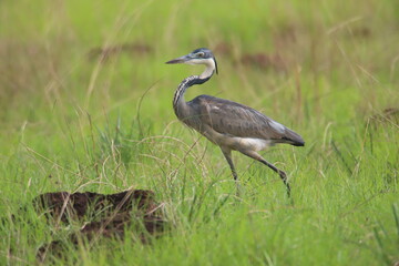 black-necked heron in the grass