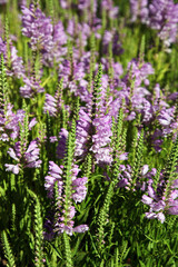 Close up of Obedient plant, Redding California USA
