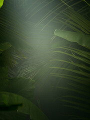 fragment view of nice mist  green tropical jungle - 443223053