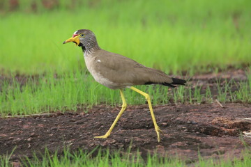 senegalese lapwing in the grass
