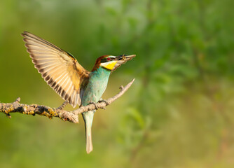 Close up of a perched Bee-eater in summer