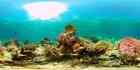 Naklejka na ściany i meble Coral reef underwater with tropical fish. Hard and soft corals, underwater landscape. Tropical underwater sea fish. Philippines. Virtual Reality 360.