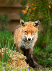 Close up of a red fox standing in a garden
