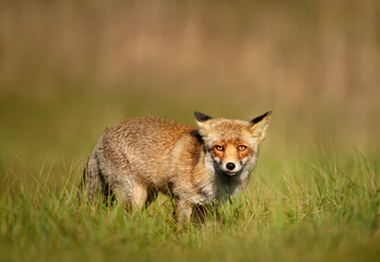Close up of a Red fox standing in grass
