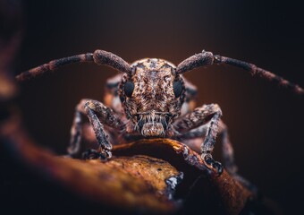 Closeup of a Longhorn Beetle