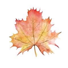 Autumn orange Maple Leaf. Fall Plant with red edges. Watercolor illustration on white isolated background