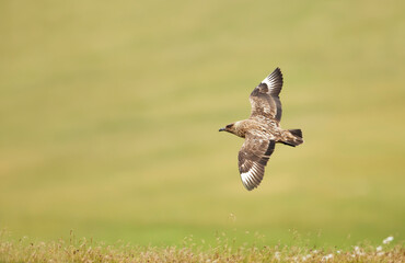 Close up of Great Skua in flight