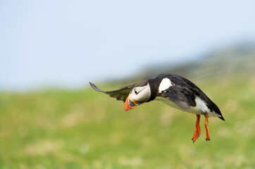 Close up of Atlantic puffin in flight