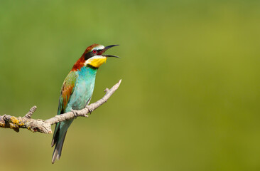 Close up of a calling Bee-eater perched on a tree branch
