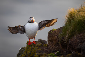Atlantic puffin in Látrabjarg Iceland