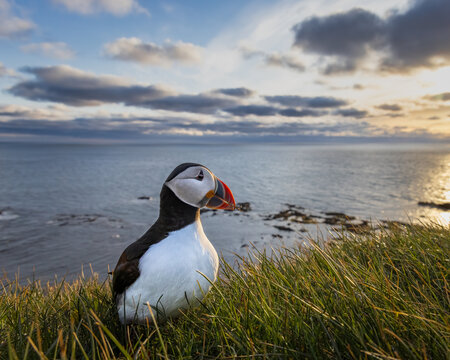 Atlantic puffin in L&aacute;trabjarg Iceland