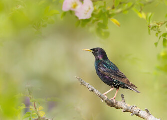 Obraz premium Common starling perched on a branch in summer