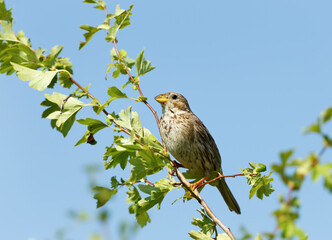 Obraz premium Close up of a Corn bunting perched in a tree