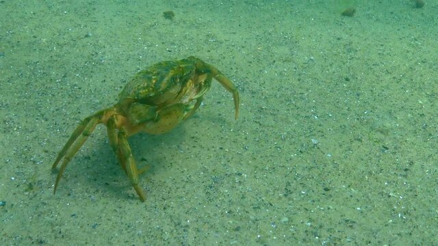 Large herbal crab, male. Green crab (Carcinus maenas). Invasive species, Black Sea