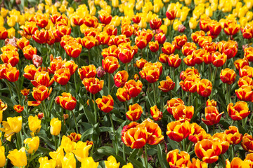 multicolored flowers tulip spring as a backdrop