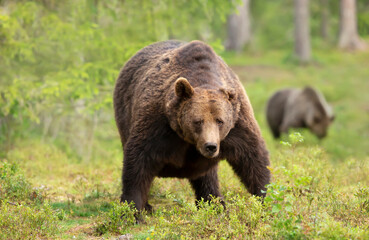 Close up of an Eurasian Brown bear in forest