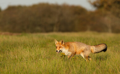 Close up of a Red fox walking in a grass field