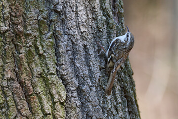 Gartenbaumläufer an einem Baum beim Nestbau	
