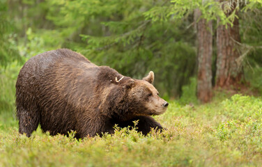 Close up of an Eurasian Brown bear in forest