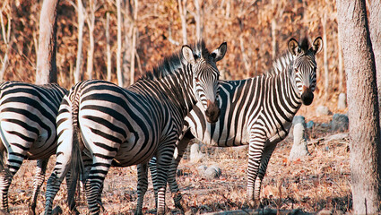 Fototapeta na wymiar zebras in Zambia