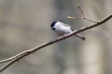 Sumpfmeise oder Nonnenmeise (Poecile palustris) mit Nistmaterial in der Oberlausitz	