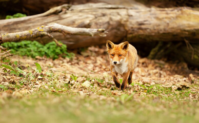 Red fox running in a field in autumn