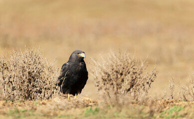 Close up of an Augur buzzard in a field
