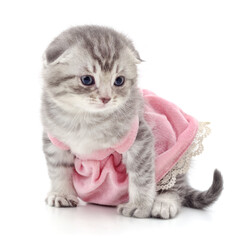 Kitten in a dress.