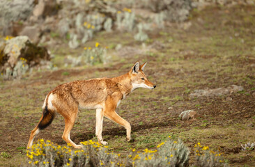 Naklejka na ściany i meble Rare and endangered Ethiopian wolf in the highlands of Bale mountains, Ethiopia