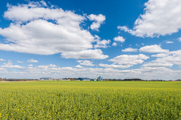 Coopérative agricole NatUp (anciennement Cap Seine) à Vieux-Manoir. Champ de colza en fin de...