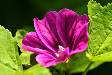 mallow, medicinal plant flower